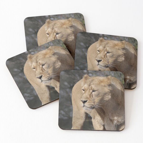 Item preview, Lion at Chester Zoo designed and sold by AnthonyThomas.