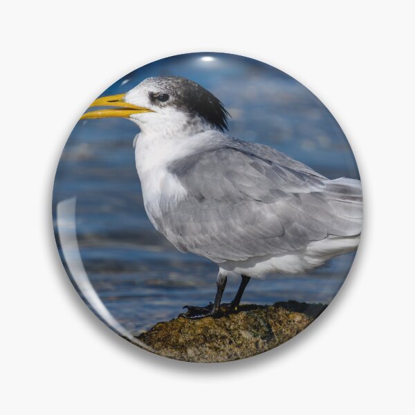 Item preview, Great Crested Tern designed and sold by Jan Fijolek.