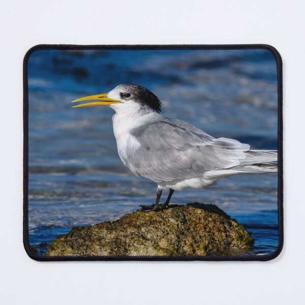 Item preview, Great Crested Tern designed and sold by Jan Fijolek.