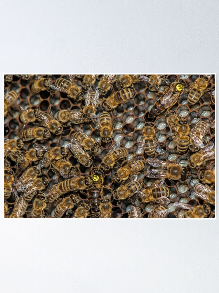 "Two Queens in one Hive?" Poster by mbangert Redbubble