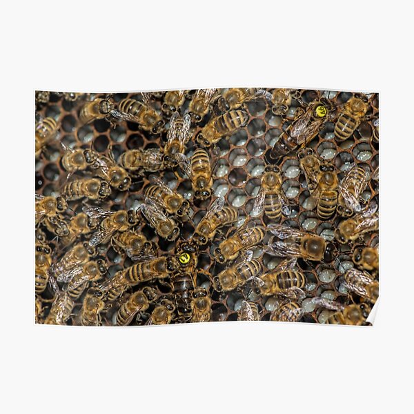 "Two Queens in one Hive?" Poster by mbangert Redbubble