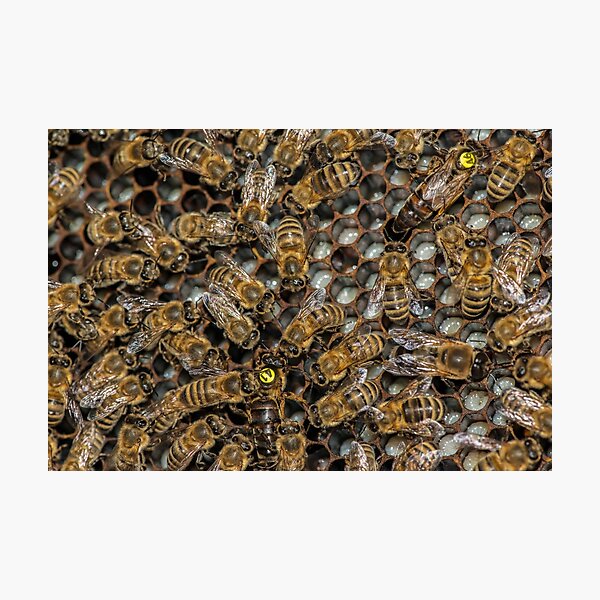 Two Queens in one Hive? Photographic Print