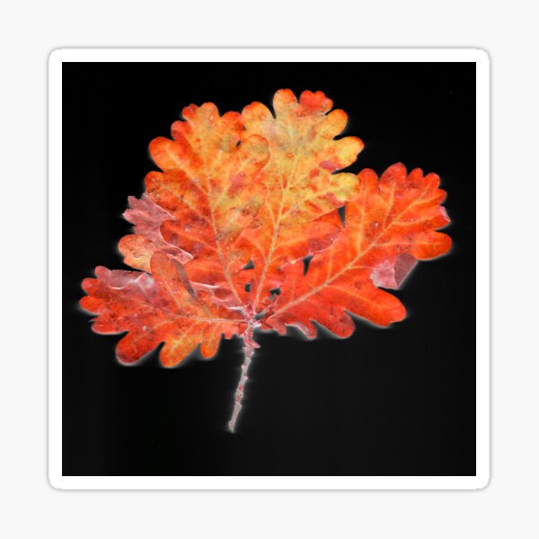 Item preview, Lovely Oak leaves designed and sold by ChalfontArt.
