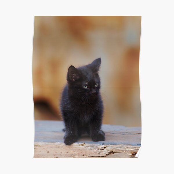 Kitty Poster