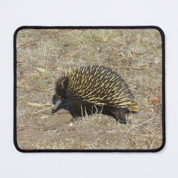 Item preview, Cute Echidna designed and sold by KaSaPo.
