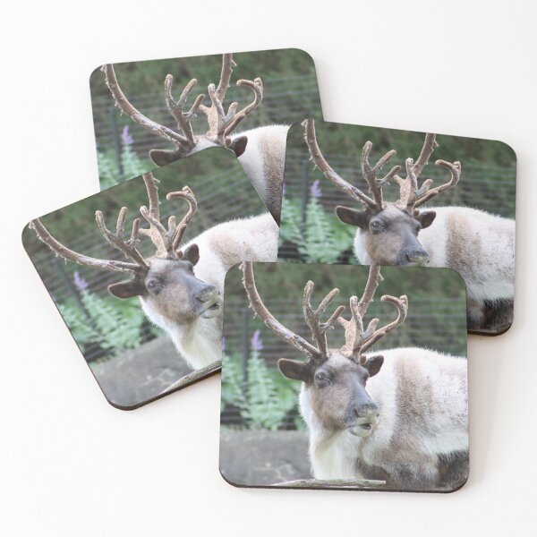 Item preview, Adult Reindeer with large sheddding anters turned and looking at camera  designed and sold by Jacobs-Media.