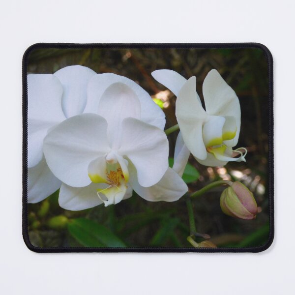Item preview, Phalaenopsis. designed and sold by ginnymac.