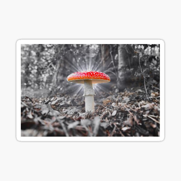 Item preview, Fliegenpilzlicht / Swiss Artwork Photography designed and sold by Raphael Wolf.
