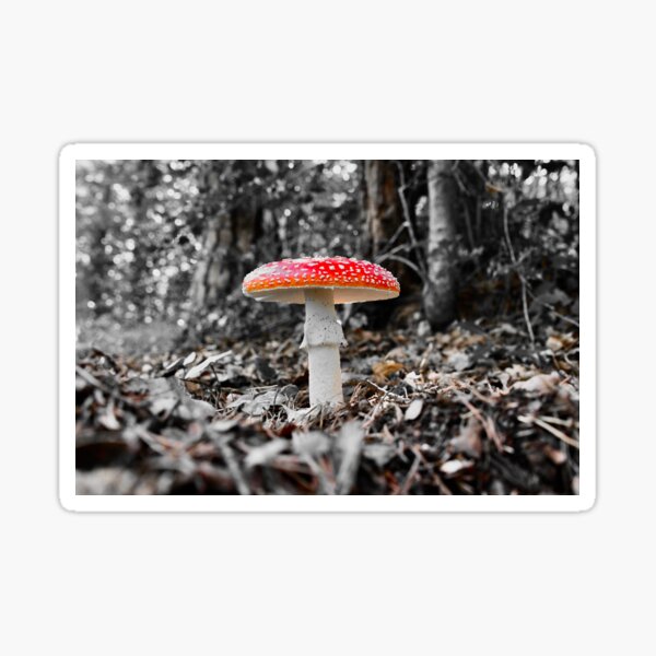 Item preview, Fliegenpilz / Schweizer Kunstfotografie designed and sold by Raphael Wolf.