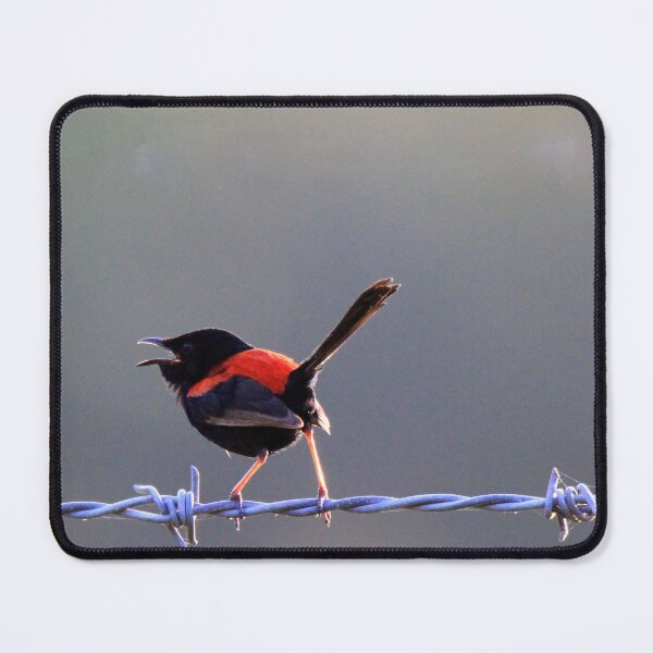 Item preview, Red-backed fairywren sitting on a fence designed and sold by BirdsAlive.