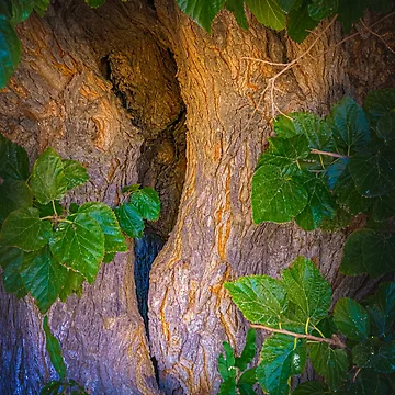 Artwork thumbnail, Trunk Texture  by Ralph Goldsmith