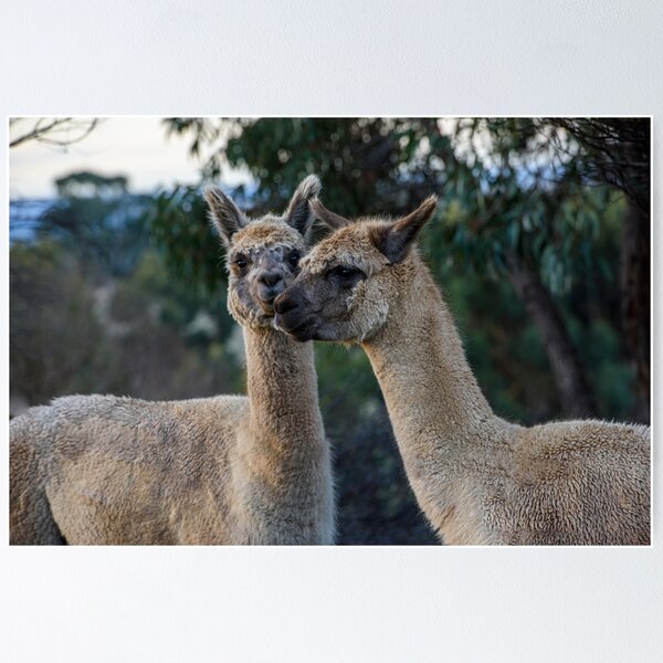 Item preview, Llama  designed and sold by Dreamscape Eclectic .