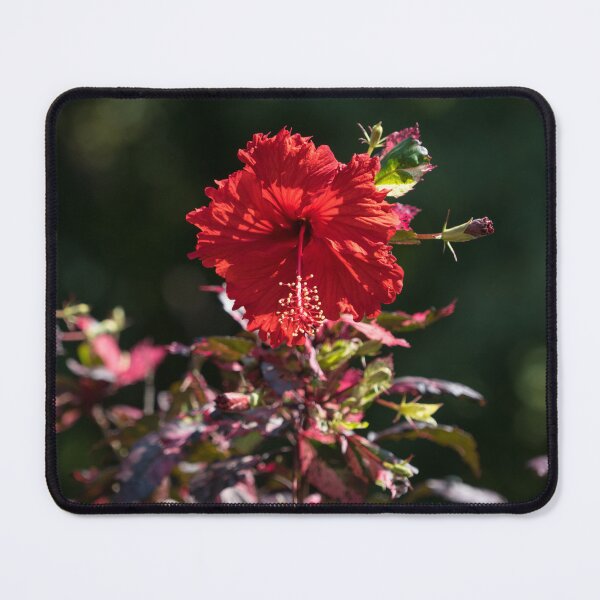 Item preview, Vibrant Red Hibiscus with Cool Variegated Foliage designed and sold by Georgia Mizuleva.