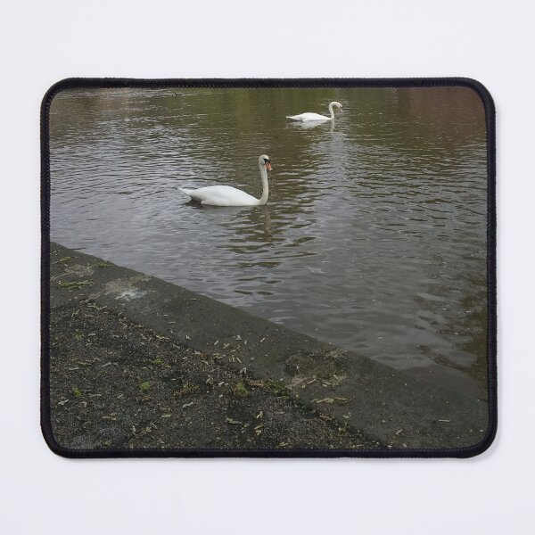 Item preview, #367 |☼| 2 Swimming Swans (Bakewell) designed and sold by Naean H.F. (Nez Man).