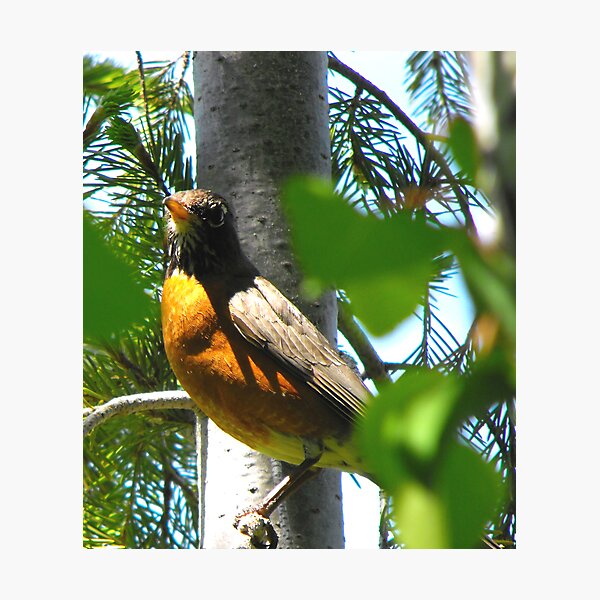 Artikelvorschau, Protecting the Nest entworfen und verkauft von Jan  Tribe.