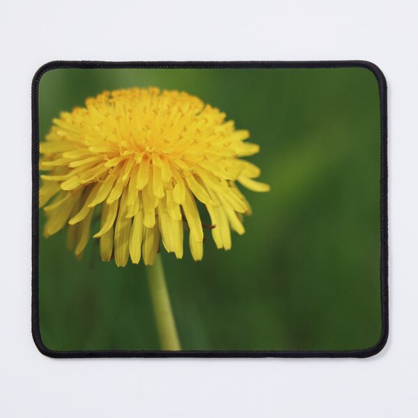 Item preview, Puffy Yellow Dandelion Closeup of Blooming Flower Against Blurred Green Background designed and sold by Jacobs-Media.