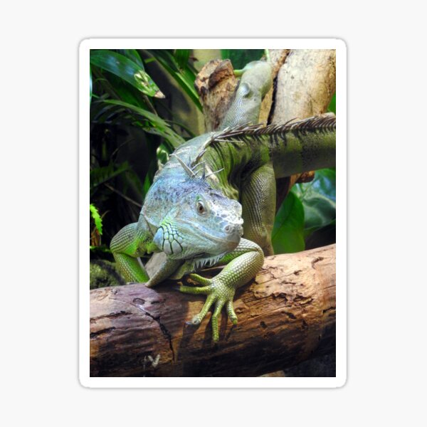 Green Iguana Sticker