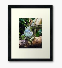 Green Iguana Framed Print
