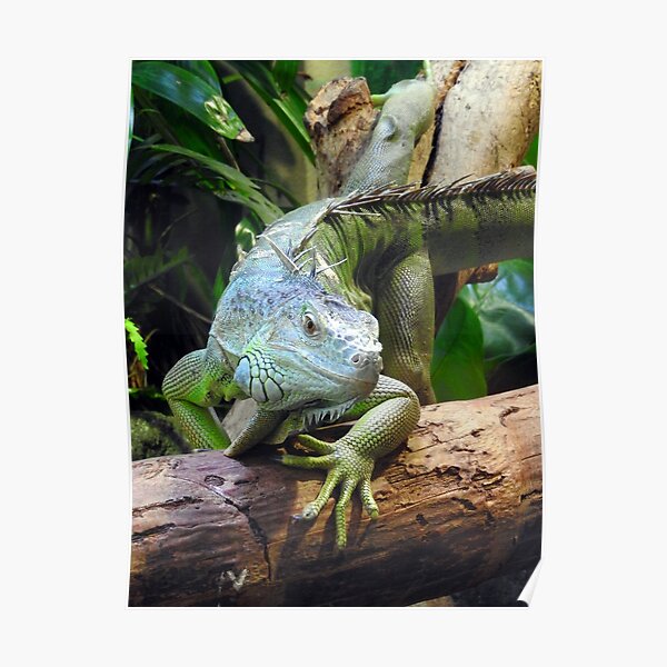 Green Iguana Poster