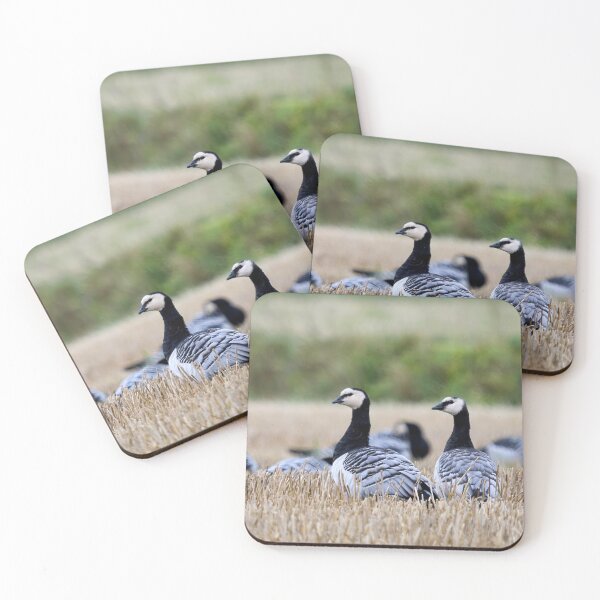 Item preview, Barnacle goose panorama designed and sold by Jouko Lehto Photography.