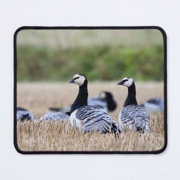 Item preview, Barnacle goose panorama designed and sold by Jouko Lehto Photography.