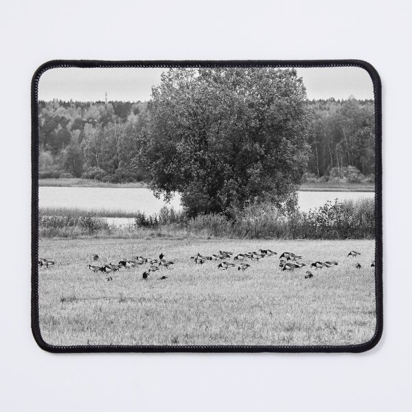 Item preview, A lake view. Barnacle goose bw designed and sold by Jouko Lehto Photography.