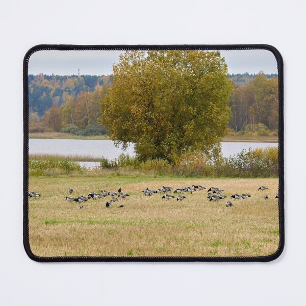 Item preview, A lake view. Barnacle goose designed and sold by Jouko Lehto Photography.