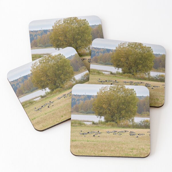 Item preview, A lake view. Barnacle goose designed and sold by Jouko Lehto Photography.