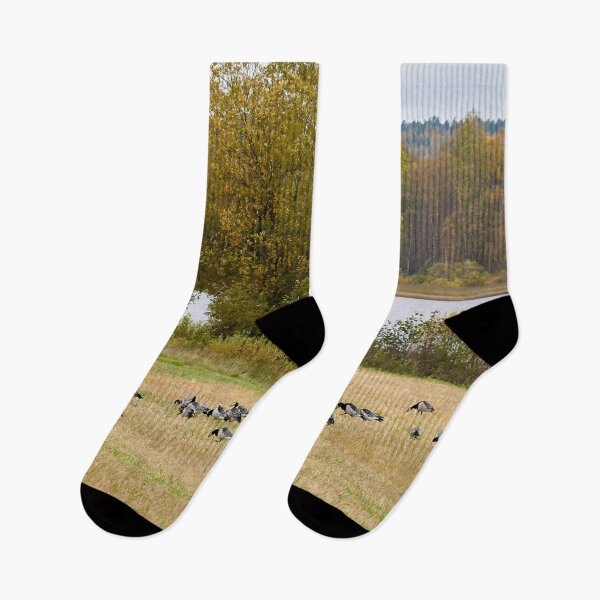 Item preview, A lake view. Barnacle goose designed and sold by Jouko Lehto Photography.