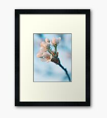 Spring Blossoms Framed Print