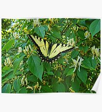 Among The Honeysuckles Poster