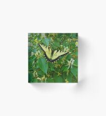 Among The Honeysuckles Acrylic Block