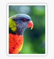 Rainbow Lorikeet Sticker