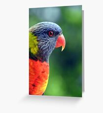 Rainbow Lorikeet Greeting Card