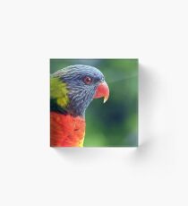Rainbow Lorikeet Acrylic Block