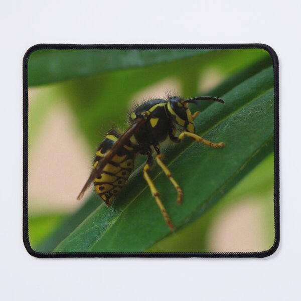 Item preview, Yellow Jacket in the Shade designed and sold by Paul Morse.