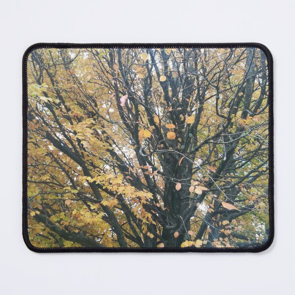 Item preview, Golden tree in autumn photograph designed and sold by esvb.