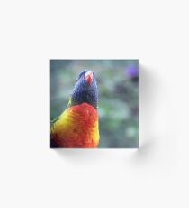 Rainbow Lorikeet Acrylic Block