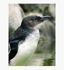 Little Penguin Photographic Print