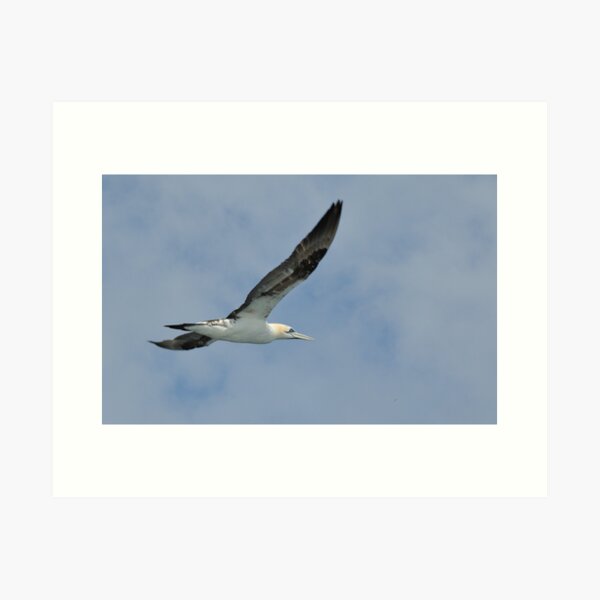 Item preview, Gannet designed and sold by Richard Ion.