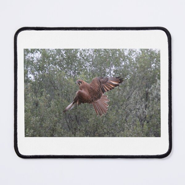 Item preview, Brown Falcon in Flight designed and sold by BirdsAlive.