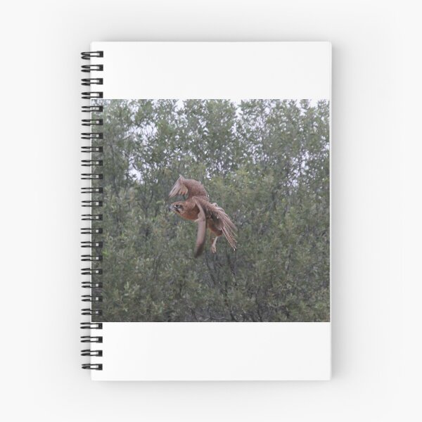 Item preview, Brown Falcon turning in Flight designed and sold by BirdsAlive.