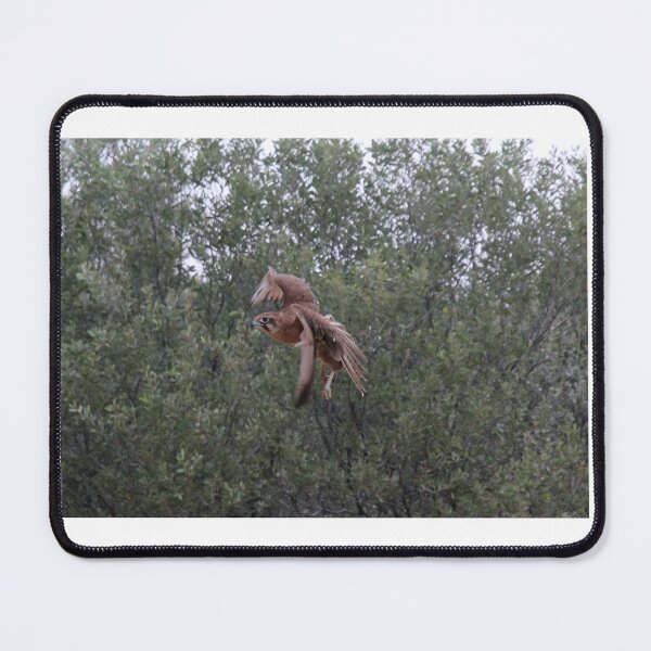 Item preview, Brown Falcon turning in Flight designed and sold by BirdsAlive.