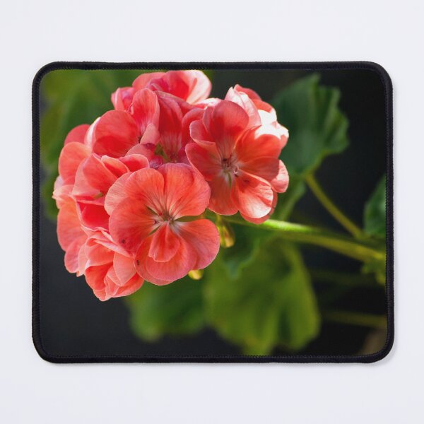 Item preview, Peach Geranium designed and sold by K D Graves Photography.