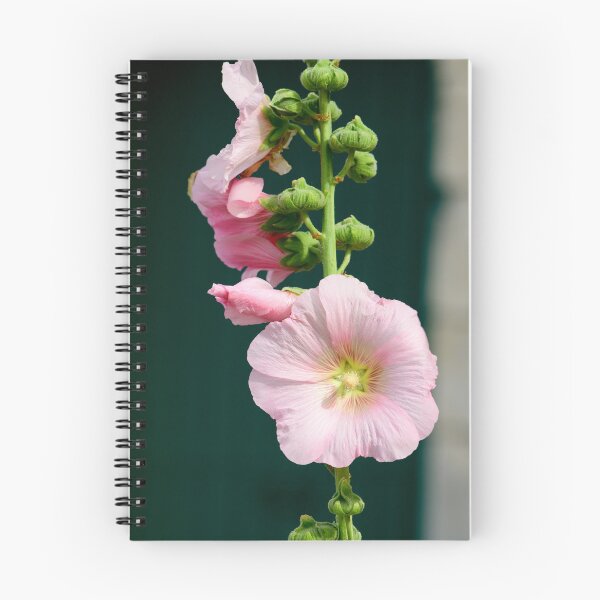 Item preview, Closeup of a Hollyhock designed and sold by FotoMahieu.