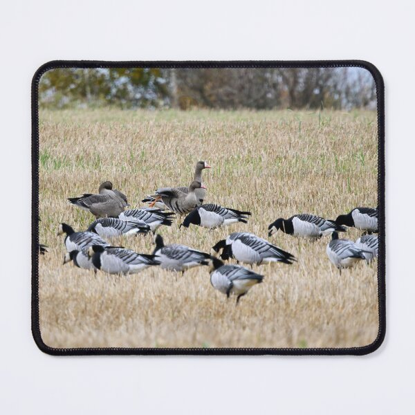 Item preview, Far Cousins. Barnacle goose and Greater White-fronted Goose designed and sold by Jouko Lehto Photography.