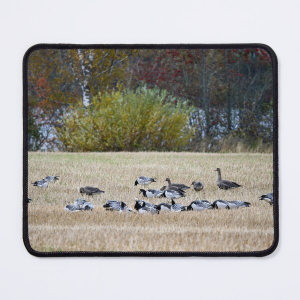 Item preview, On the fields. Barnacle goose and Greater White-fronted Goose designed and sold by Jouko Lehto Photography.