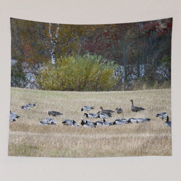Item preview, On the fields. Barnacle goose and Greater White-fronted Goose designed and sold by Jouko Lehto Photography.