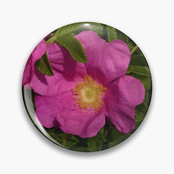 Item preview, Beach Rose Photo  designed and sold by My Blue Mind Art.