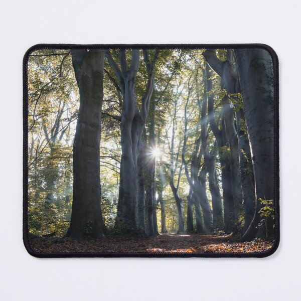 Item preview, Ancient Beech Trees in Autumn, Belgium designed and sold by Imladris01.